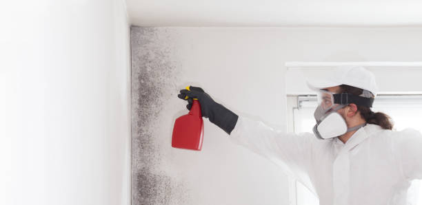 Best Toxic Mold Removal  in Colfax, LA