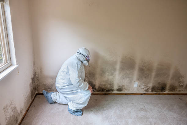 Best Certified Mold Removal  in Colfax, LA